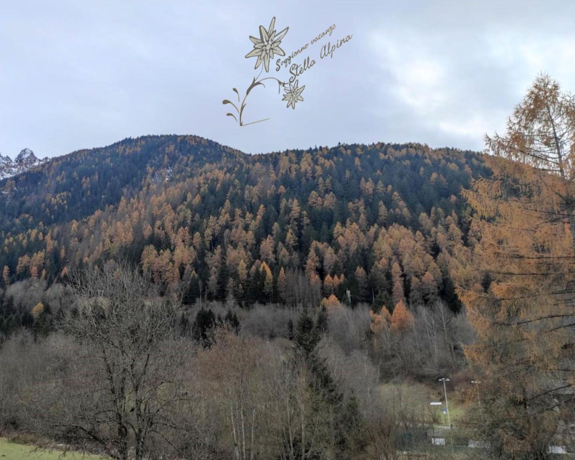 Soggiorno Vacanze Stella Alpina Temù Exteriér fotografie